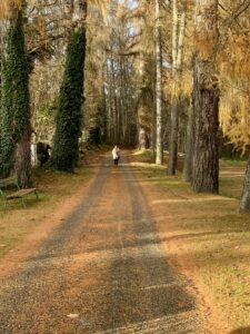 Allee Alte Zufahrt Schloss Rosenau